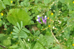 Vicia villosa pseudocracca