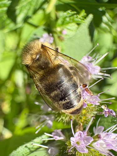 Western Honey Bee