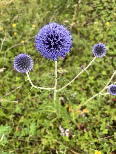 southern globe thistle