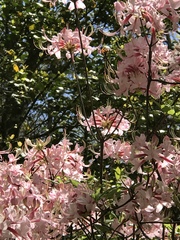 Rhododendron prinophyllum