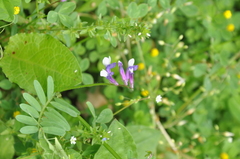 Vicia villosa pseudocracca