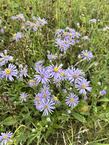 Italian Aster