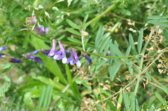 Vicia villosa pseudocracca