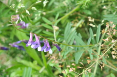 Vicia villosa pseudocracca