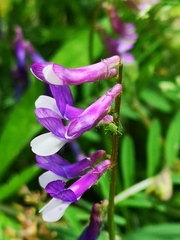Vicia villosa pseudocracca