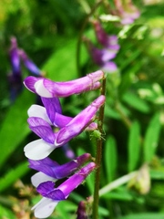 Vicia villosa pseudocracca