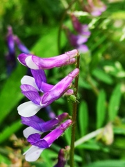 Vicia villosa pseudocracca