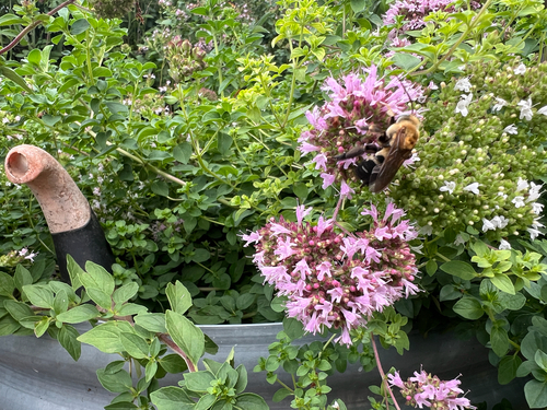 Black-legged Longhorn bee