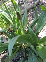 Plantago lanceolata
