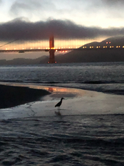 Nycticorax nycticorax