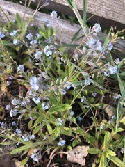 Myosotis stricta