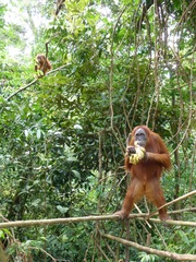 Pongo abelii