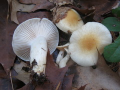 Hygrophorus flavodiscus