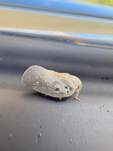 Citrus Flatid Planthopper