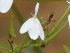 Rhinacanthus nasutus