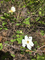 Rubus neomexicanus