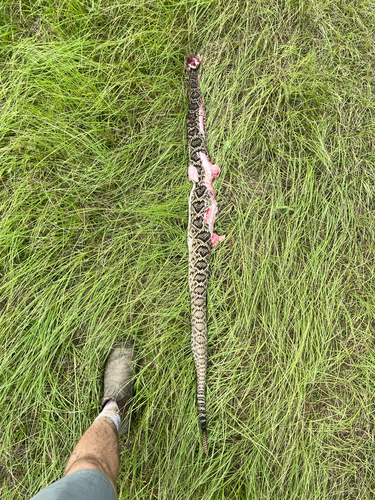 Eastern Diamondback Rattlesnake