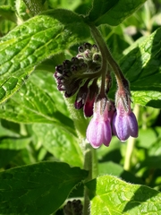 Symphytum × uplandicum