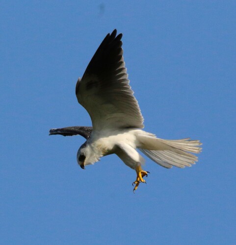 North American White-tailed Kite