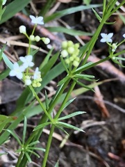 Galium pumilum