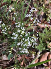 Galium pumilum