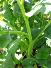 Symphytum × uplandicum