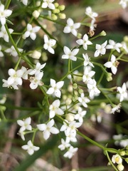 Galium pumilum