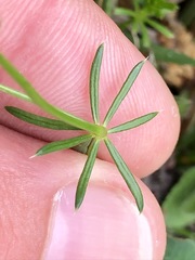 Galium pumilum