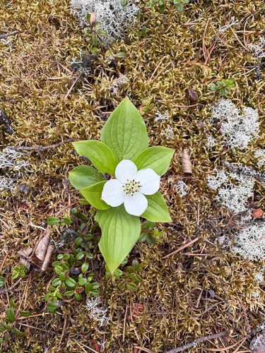 Canadian bunchberry