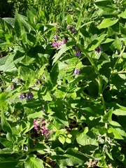 Symphytum × uplandicum