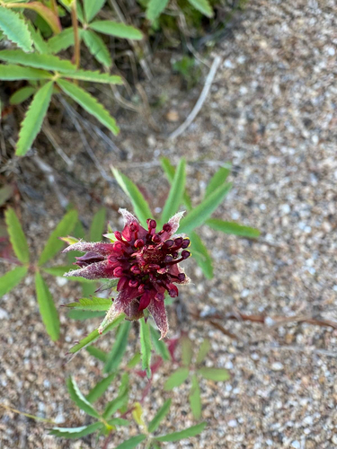 marsh cinquefoil
