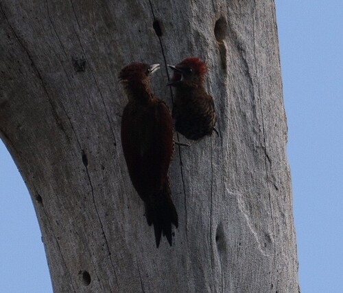Banded Woodpecker (Sunda)
