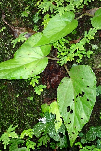 Begonia elisabethae