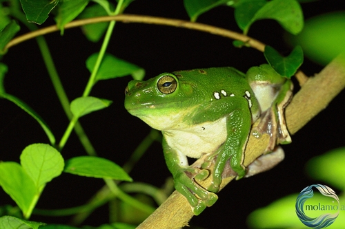 Chinese Flying Frog