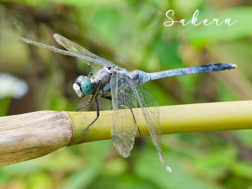 White-tailed Skimmer