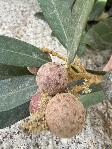 iNaturalist observation photo of Chinquapin Flower Gall Wasp