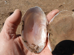 Potamilus streckersoni