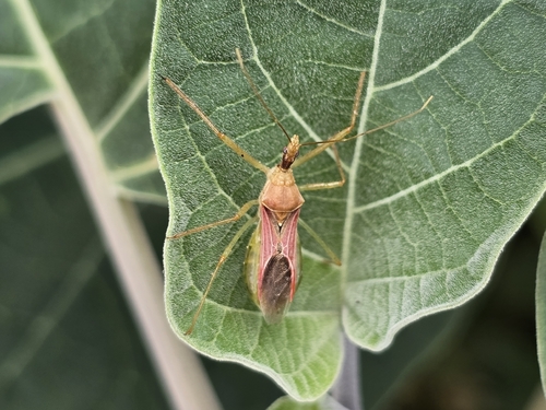 Leafhopper Assassin Bug