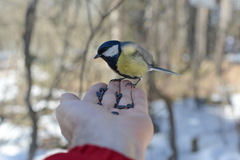 Parus major