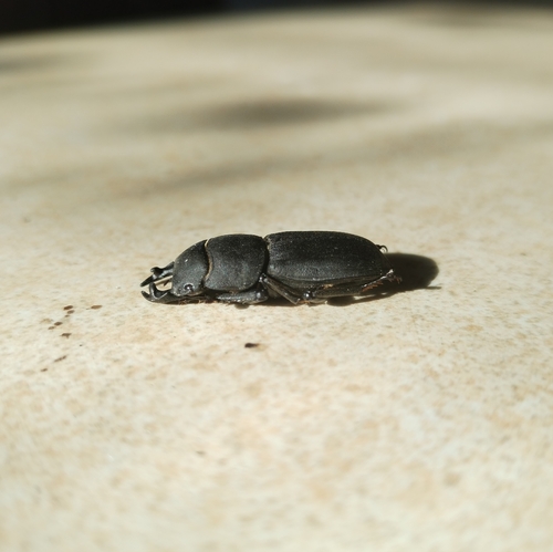 Lesser Stag Beetle