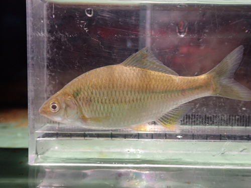 Rhombus bitterling (Acheilognathus rhombeus) — Cyprinidae — 4