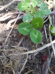 Trifolium repens