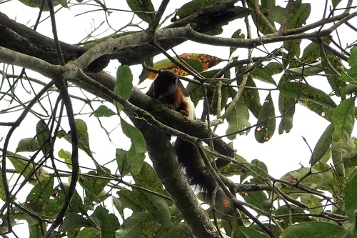Callosciurus prevostii
