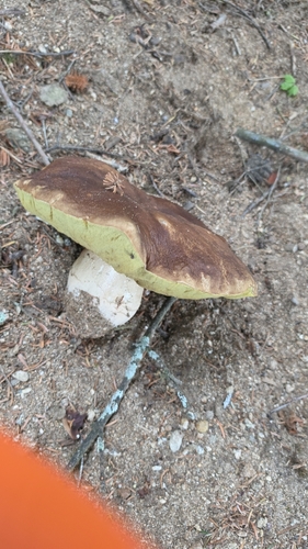 King Bolete