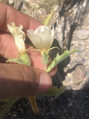 Mentzelia tridentata