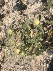 Mentzelia tridentata