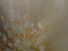 Mentzelia tridentata