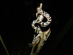 Senticolis triaspis triaspis