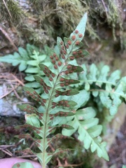 Polypodium hesperium