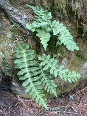 Polypodium hesperium